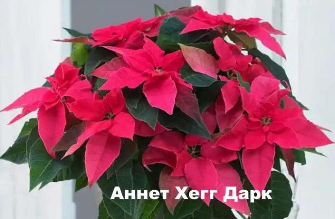 Цветок рождественская звезда (пуансетия), уход в домашних условиях