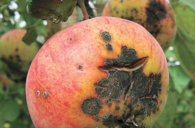 Узнайте почему трескаются и гниют яблоки на яблоне Почему гниют и трескаются груши на дереве